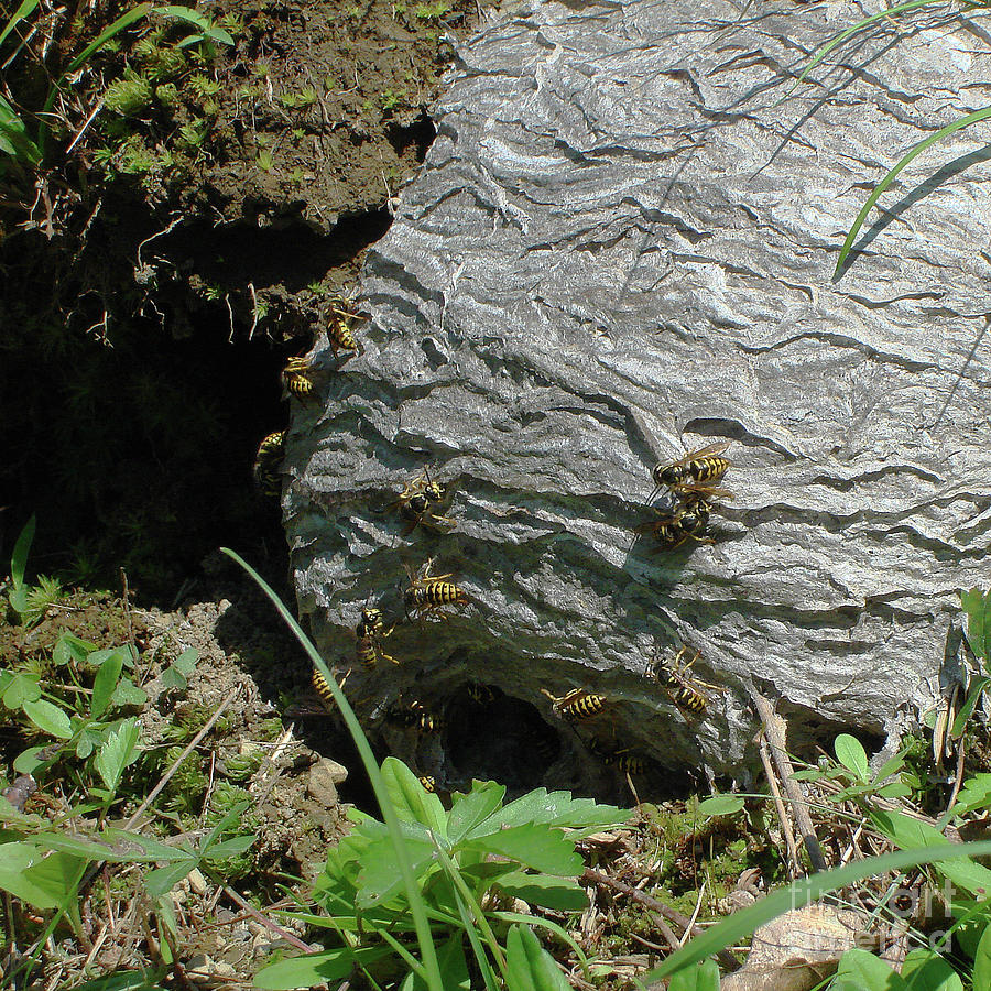 Paper Wasp Nest Photograph by Amy E Fraser