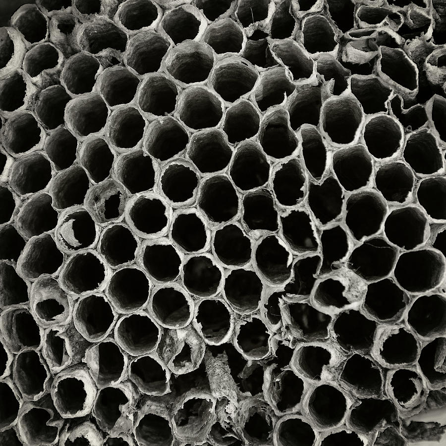Paper Wasp Nest Photograph by Bud Simpson