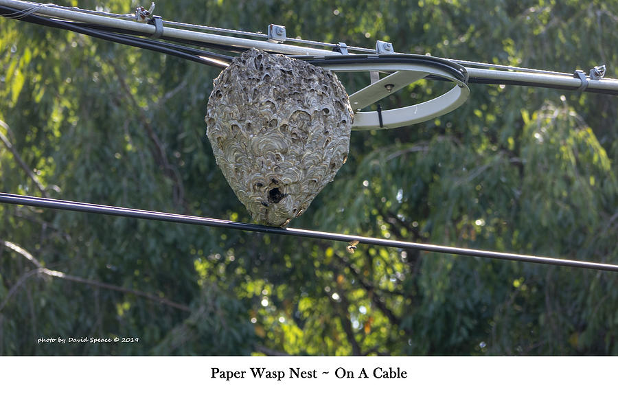 Paper Wasp Nest On A Cable Photograph by David Speace