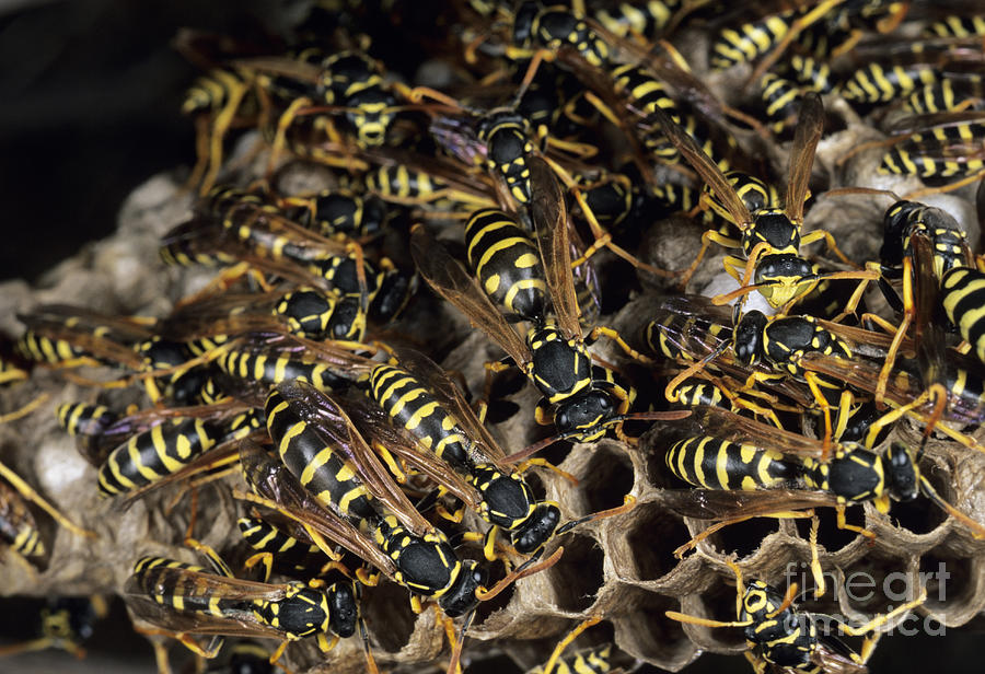 Wildlife Photograph - Paper Wasps by Dr. John Brackenbury/science Photo Library