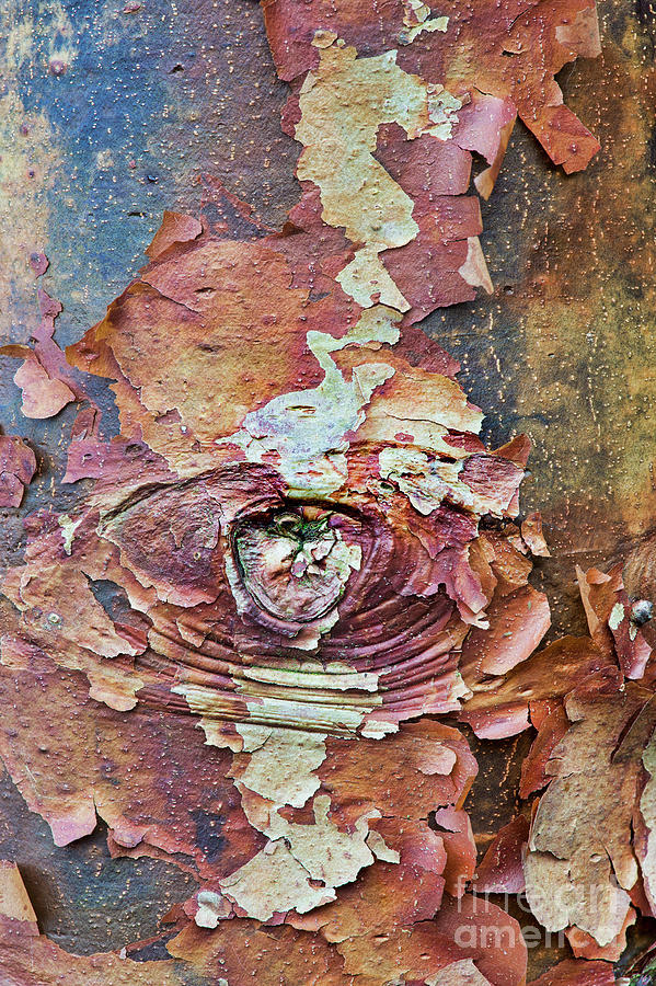 Paperbark Maple Tree Bark Abstract Photograph by Tim Gainey
