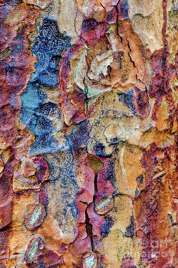 Paperbark Maple Tree Bark Colour Photograph by Tim Gainey