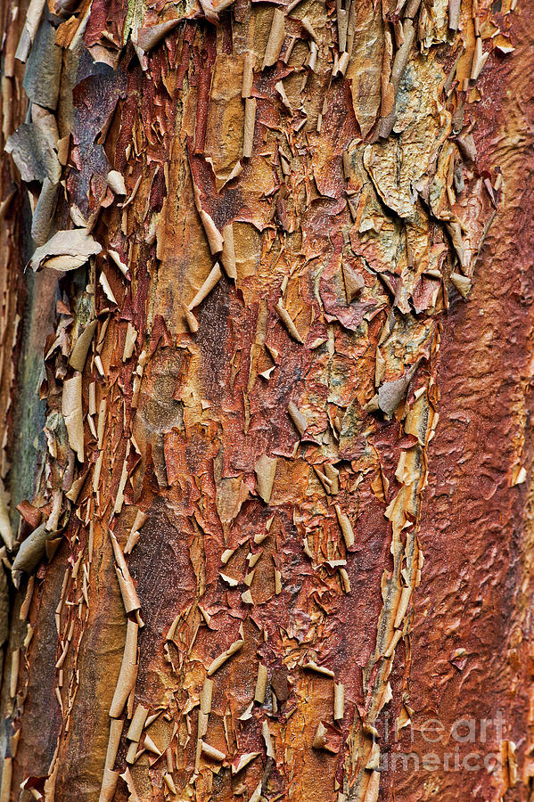 Paperbark Maple Tree Bark Photograph by Tim Gainey