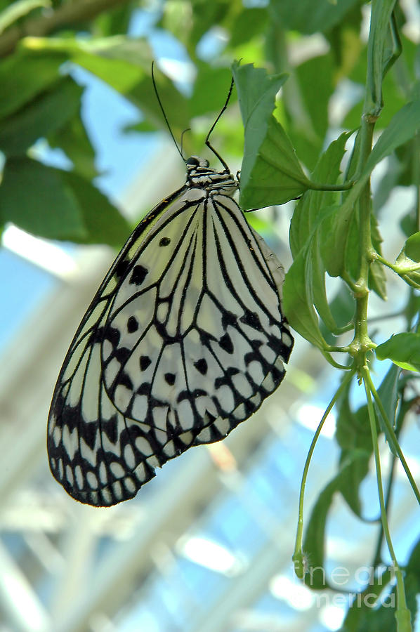 Paperkite Butterfly 4 by Steve Edwards Paperkite Butterfly 4 by Steve Edwards