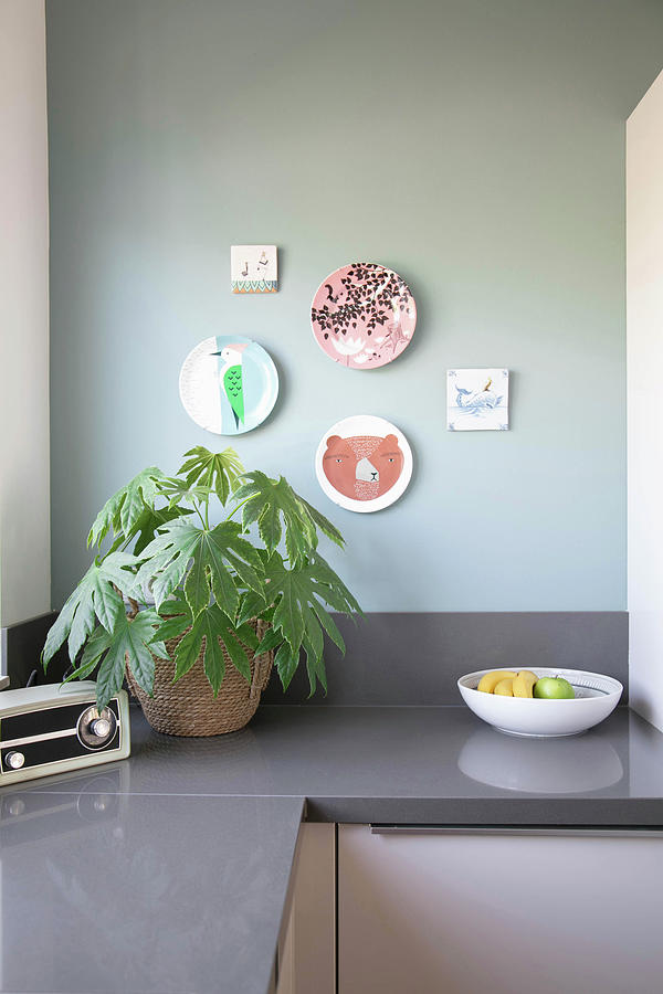 Paperplant On Kitchen Worksurface Below Decorative Wall Plates Photograph by Ilaria Chiaratti