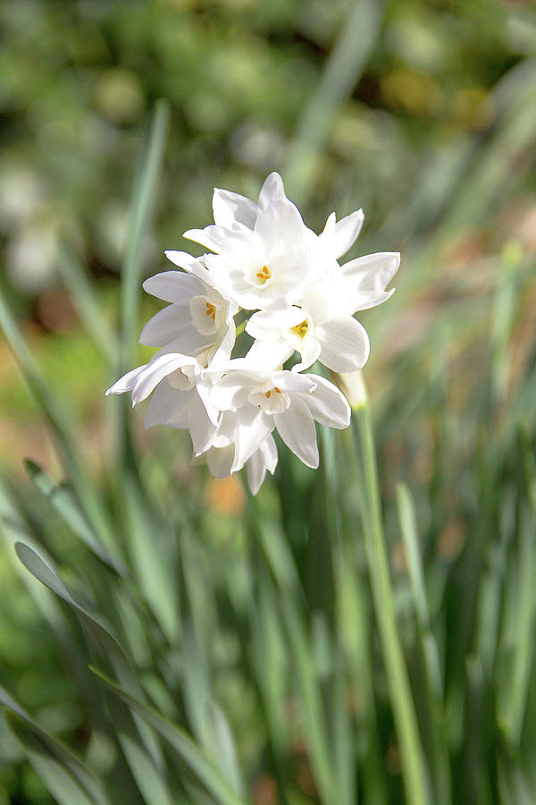 Paperwhite Plant