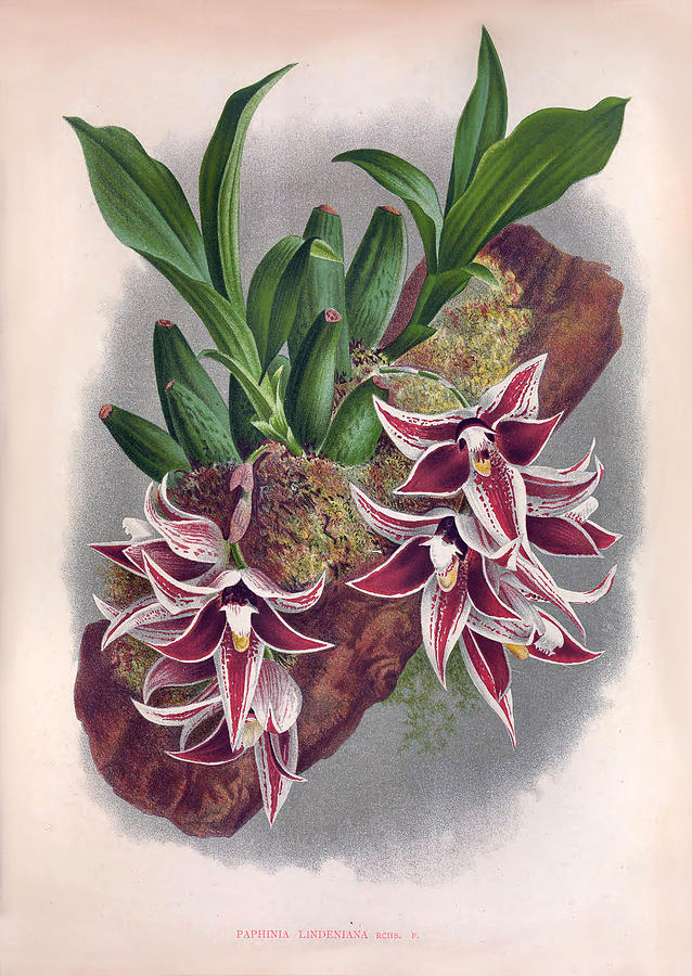 Nature Painting - Paphinia Lindeniana Vintage Wine Orchids In A Log  by Jean Jules Linden