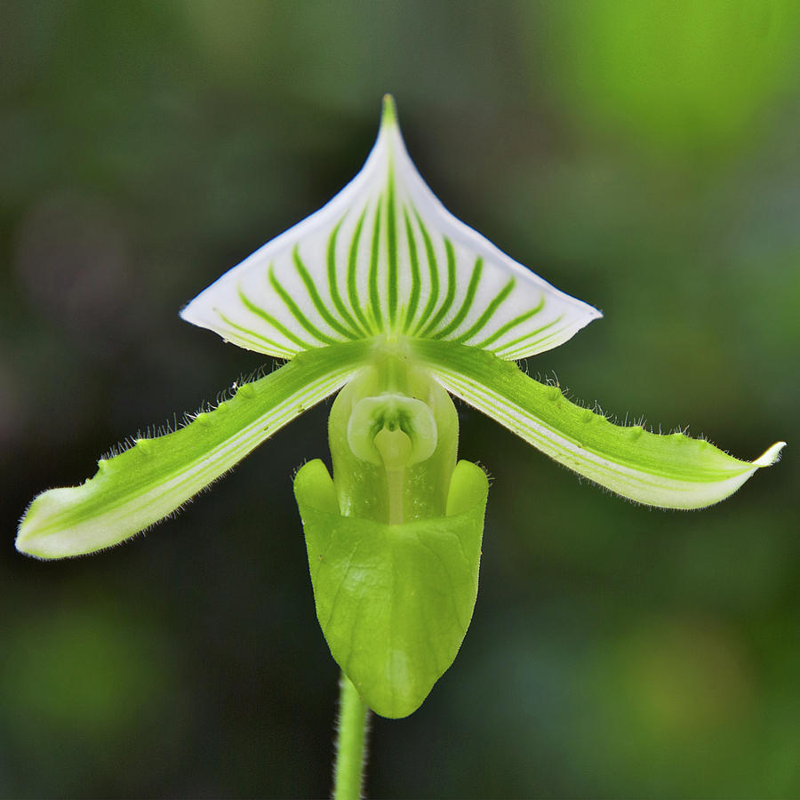 Paphiopedilum Maudiae - Slipper Orchid Photograph by Photograph By Paul Atkinson