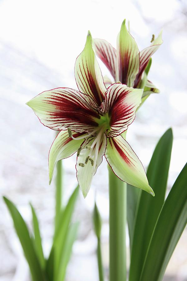Papilio Butterfly Amaryllis Flower Photograph by Susanna Rosn