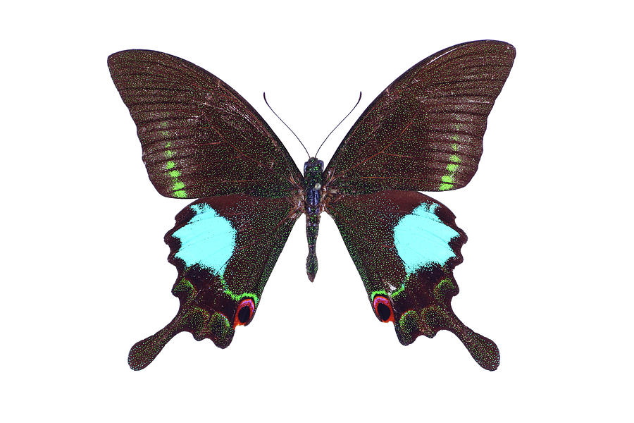 Papilio Butterfly Photograph by Imv Papilio Butterfly Photograph by Imv