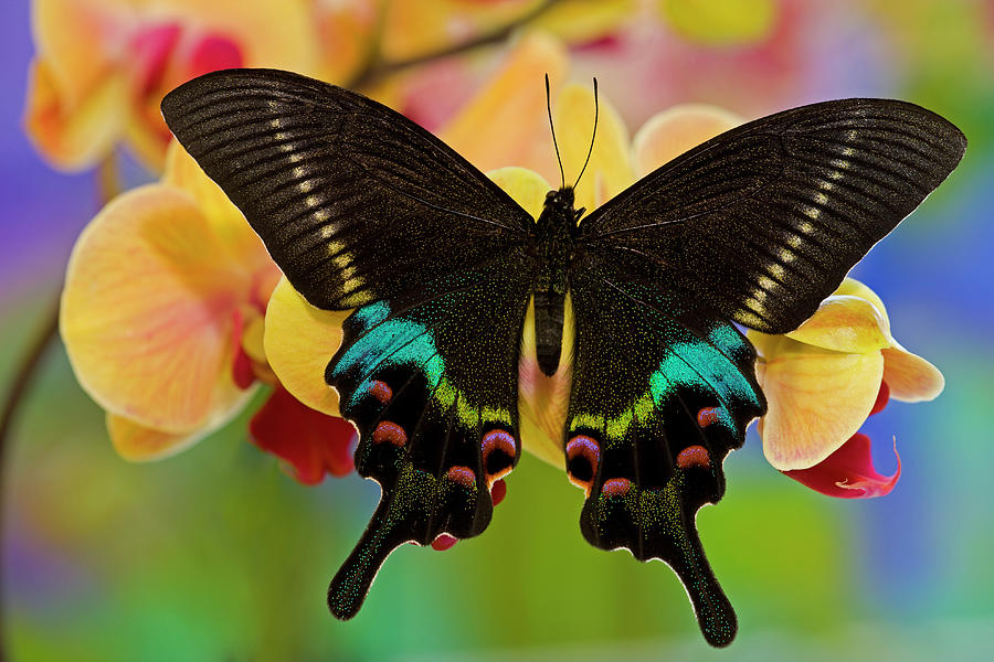 Papilio Krishna From China On Orchid Photograph by Darrell Gulin