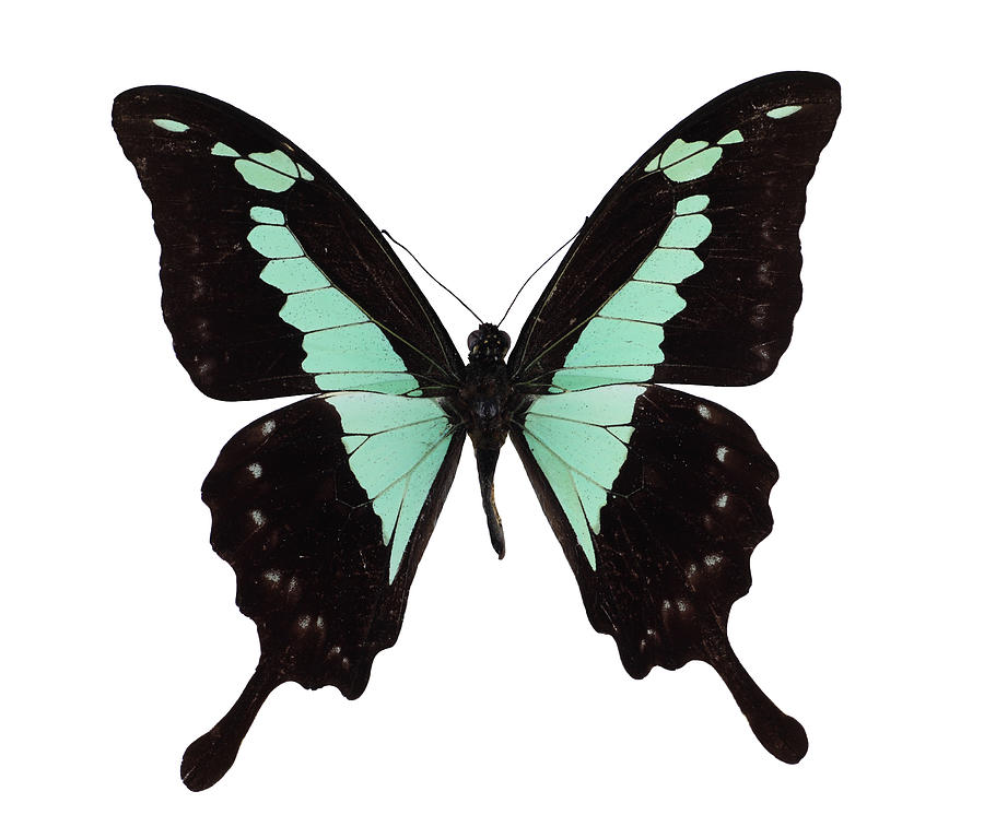 Papilio Phorcas Photograph by Imv