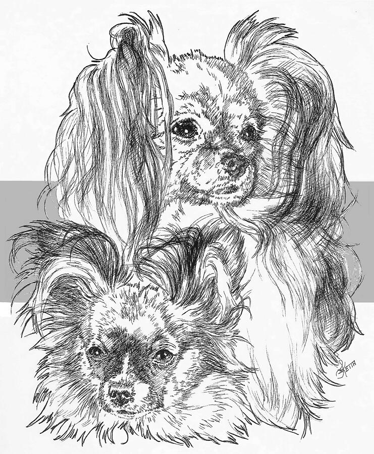 Papillon and Pup Drawing by Barbara Keith