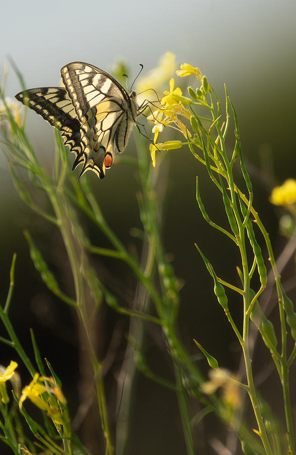 Papillon Photograph by Oskar Baglietto