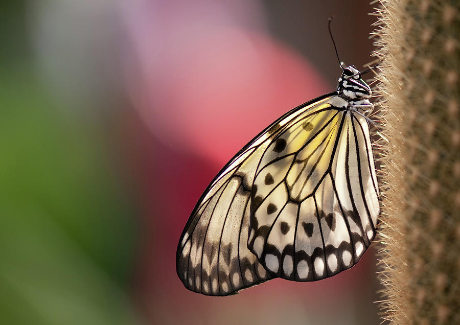 Papillon Photograph by Pndtphoto