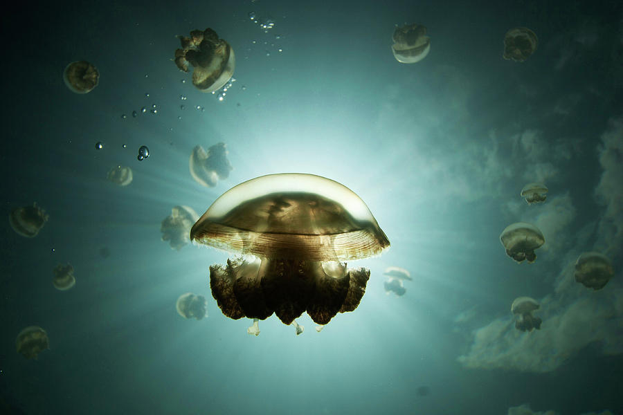 Papuan Jellyfish In Jellyfish Lake Photograph by Hiroya Minakuchi