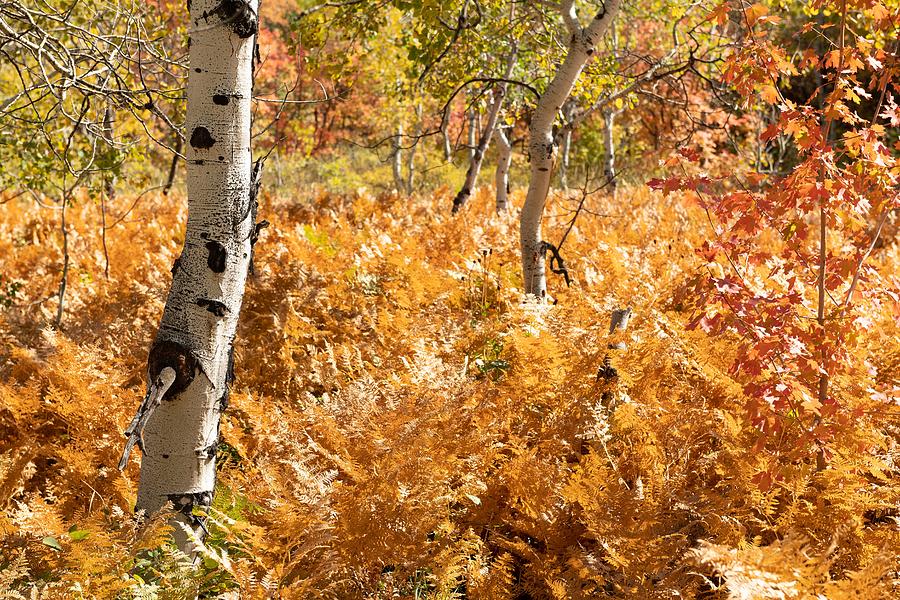 Fall Photograph - Par City, Utah, Usa Fall Foliage by Sean Pavone
