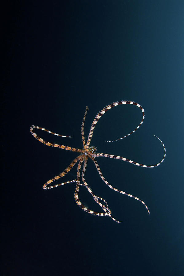 Parachuting Mimic Octopus, Lembeh Photograph by Mathieu Meur/stocktrek Images