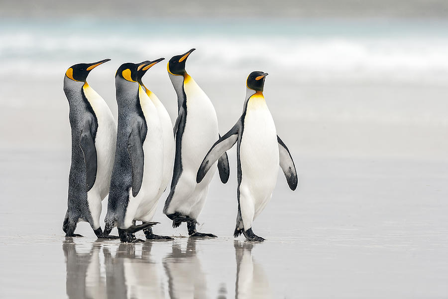 Penguin Photograph - Parade by Joan Gil Raga