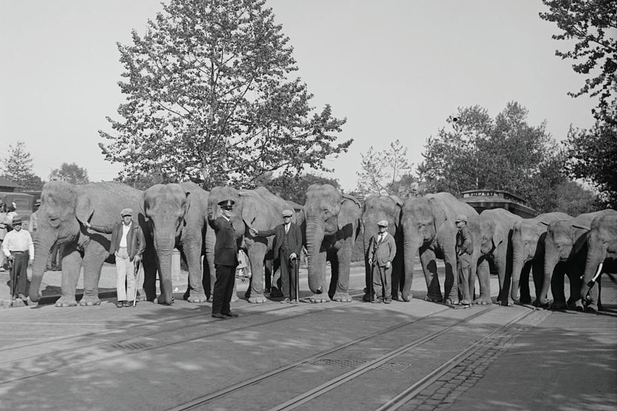 Parade of Elephants on City Street lined up side by side with Policeman giving them a sign to proceed. Painting by Unknown