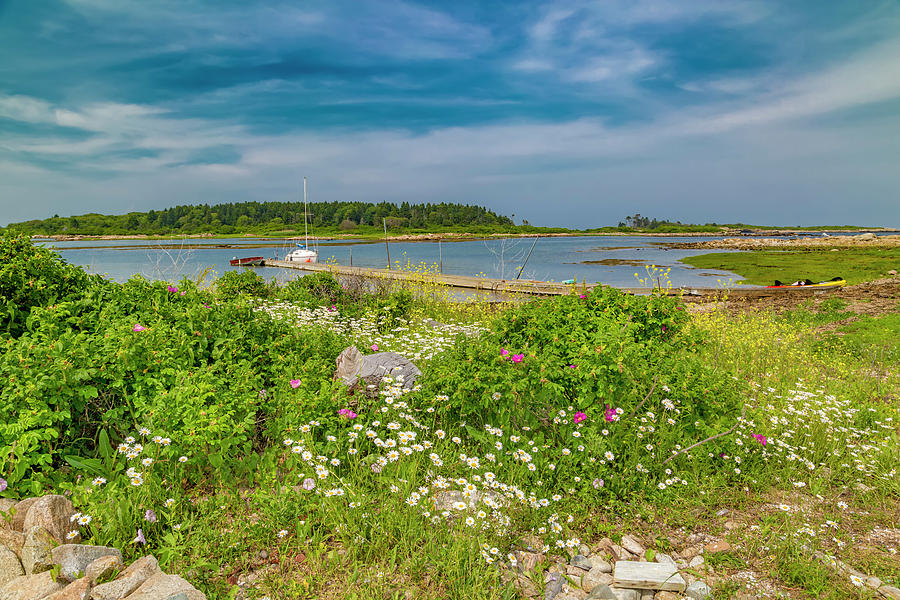 Goat Photograph - Paradise In Maine by Betsy Knapp Goat Photograph - Paradise In Maine by Betsy Knapp