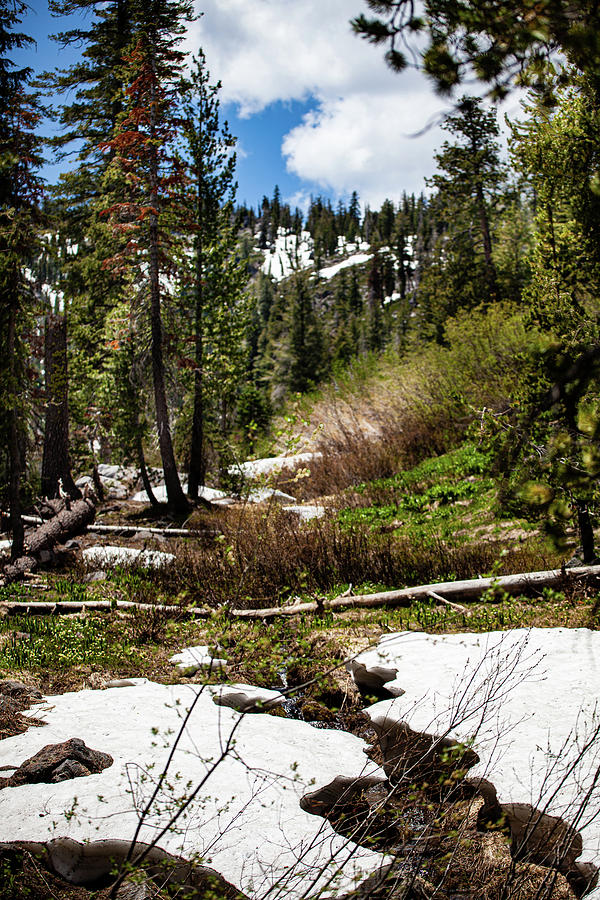 Snow Photograph - Paradise Meadow in July by John Heywood Snow Photograph - Paradise Meadow in July by John Heywood