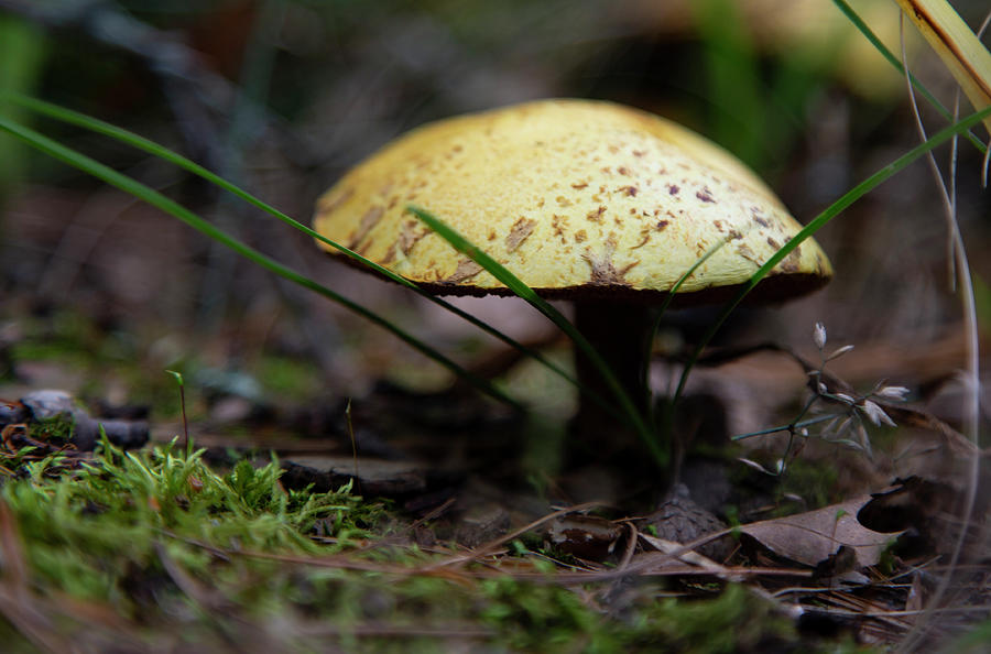 Paradise Mushroom Photograph by Wallace Bridges - Pixels