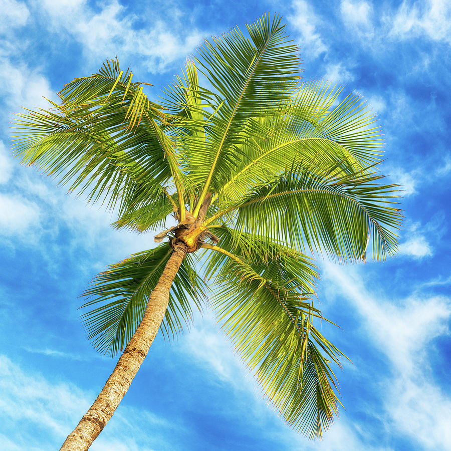 Paradise Palm #1 Photograph