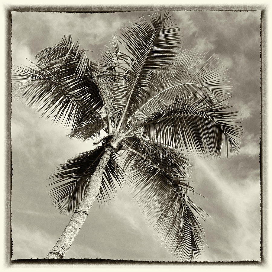 Paradise Palm #3 Photograph