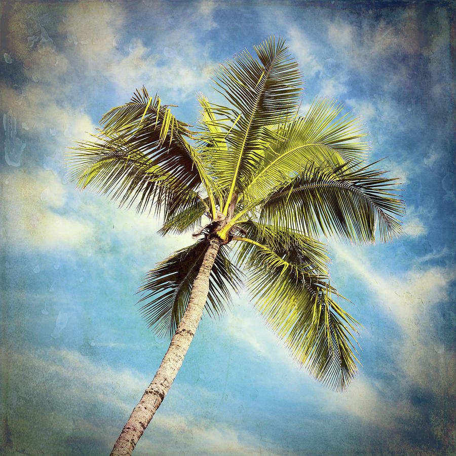 Paradise Photograph - Palm Paradise #3 by Stephen Stookey