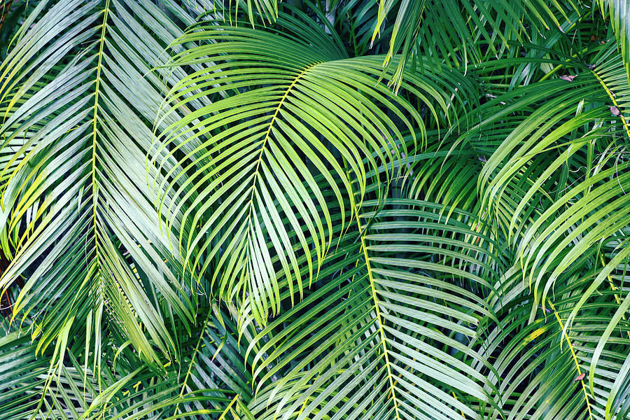 Paradise Palms Digital Art by Laura Diez
