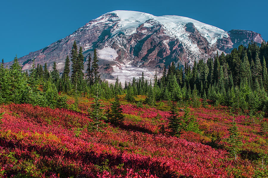 Paradise-Rainier- Photograph by Michael Sedam - Fine Art America