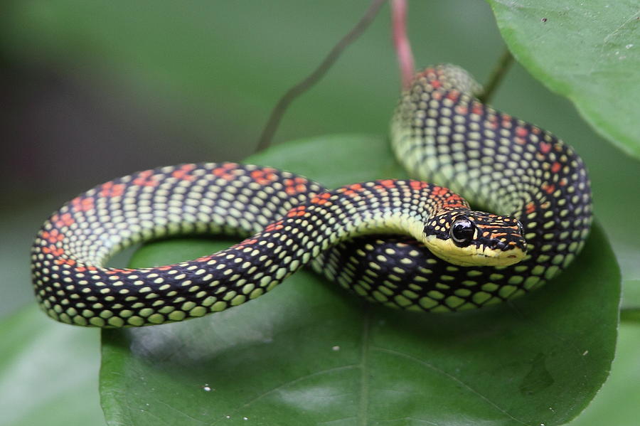 Paradise Tree Snake Photograph by Myron Tay