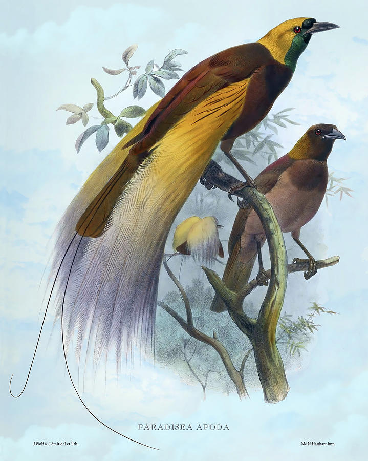 Paradisea Apoda, Great Bird Of Paradise Drawing