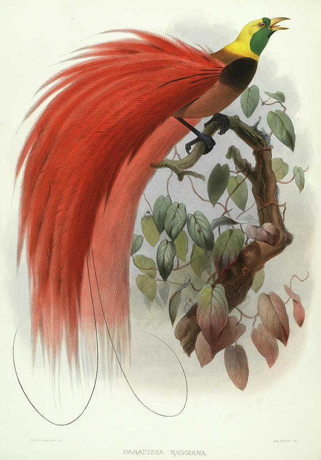 Bird Painting - Paradisea Raggiana by Daniel Giraud Elliot