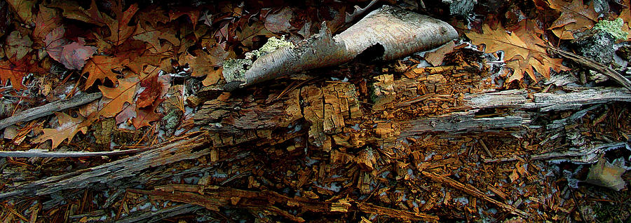 Paradox of a Forest Birch Digital Art by Terrance DePietro