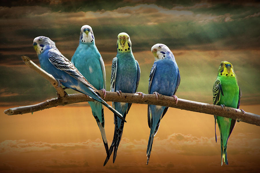 Parakeets perched out on a Tree Branch Limb at Sunset Photograph by Randall Nyhof