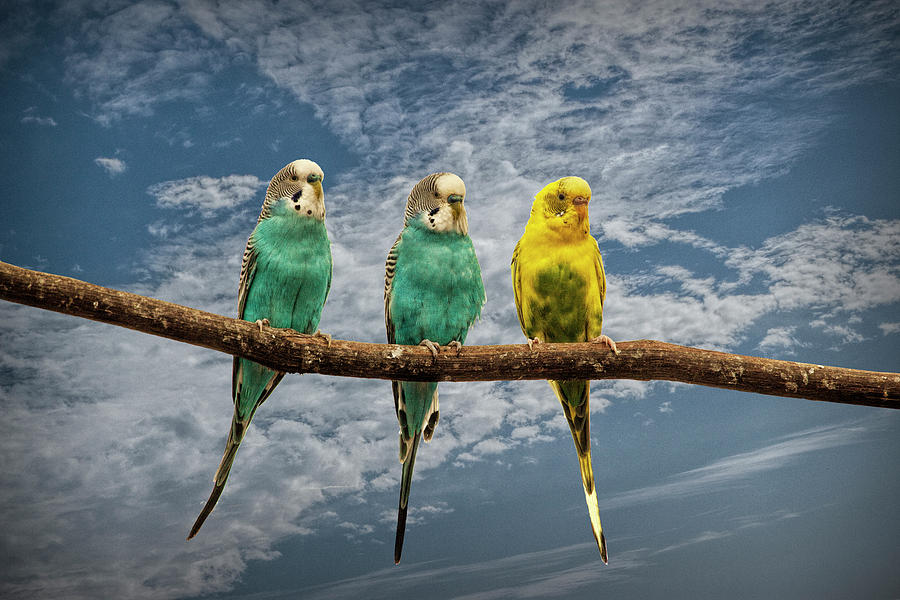 Parakeets  perched out on a Tree Branch Limb with Cloiudy Blue S Photograph by Randall Nyhof
