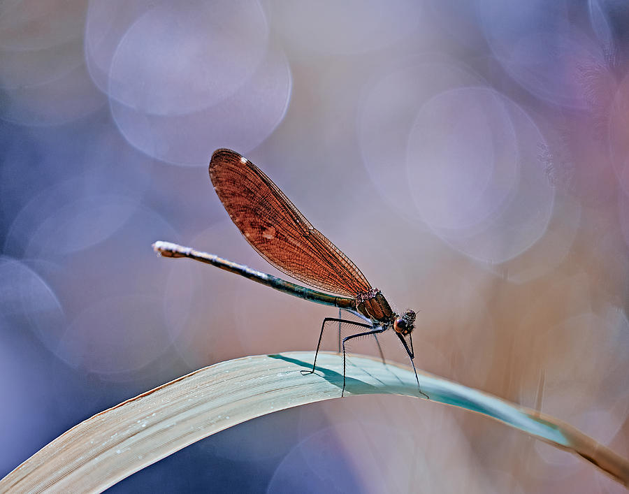 Insects Photograph - Parallel World. by Stuart Williams