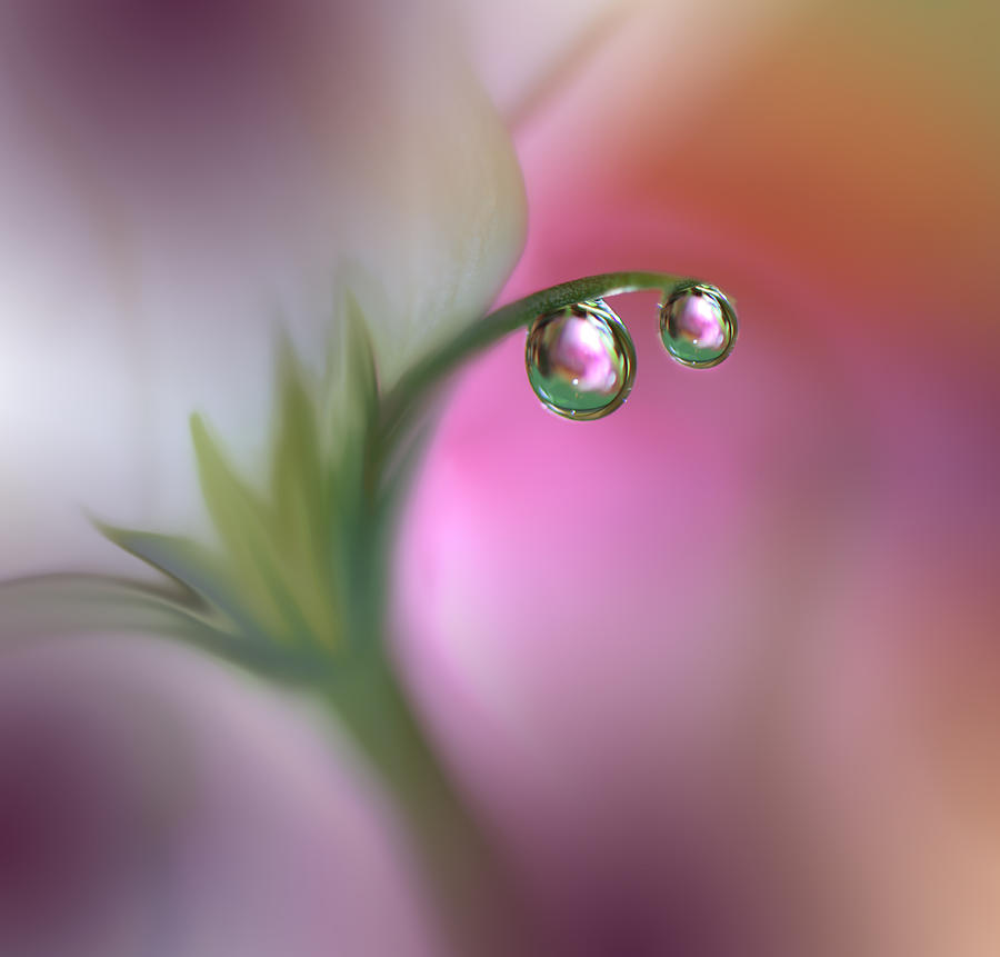 Parallel Worlds... Photograph by Juliana Nan - Fine Art America