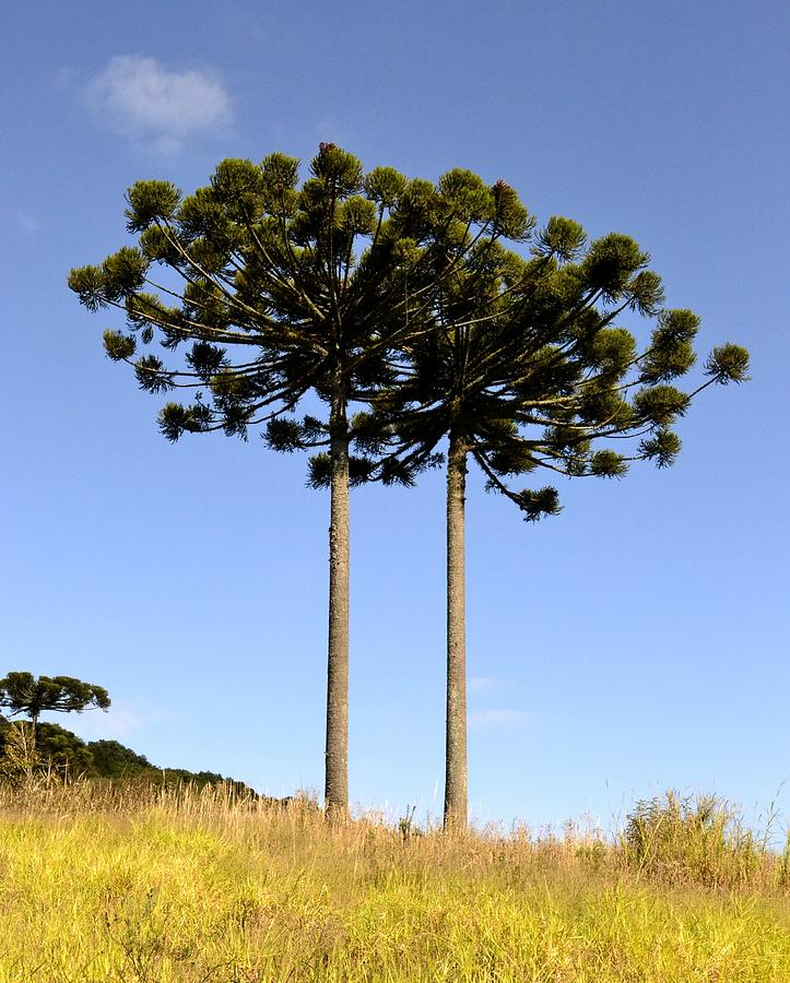 Parana Pine Trees Photograph by Radamés Manosso