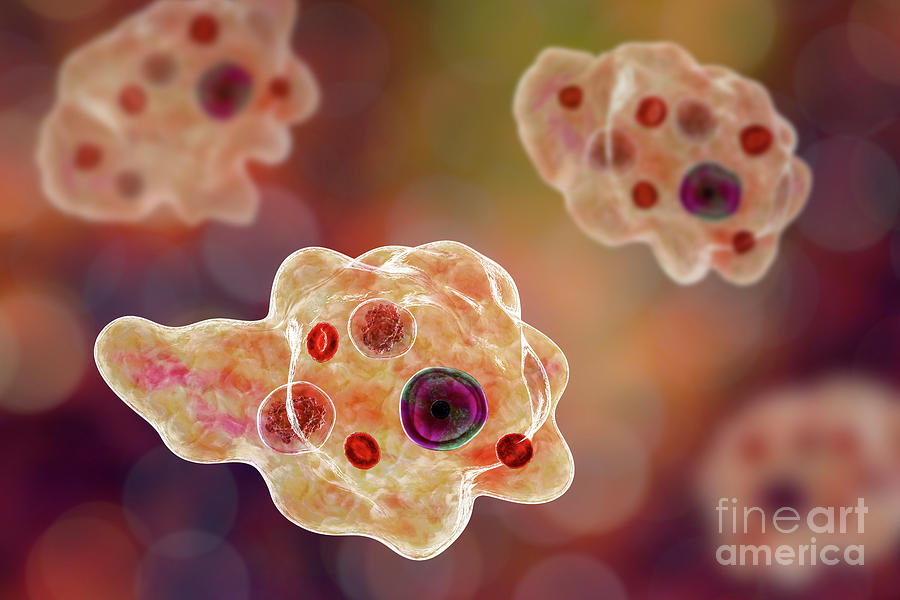 Parasitic Amoeba Photograph by Kateryna Kon/science Photo Library