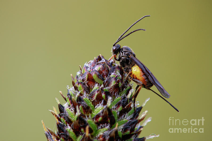 Parasitic Wasp Photograph by Heath Mcdonald/science Photo Library