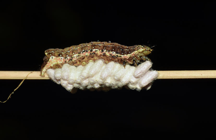 Parasitized Caterpillar Photograph by Larah McElroy