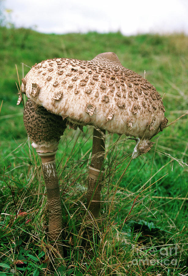 Nature Photograph - Parasol Mushrooms by Iris Lane/science Photo Library