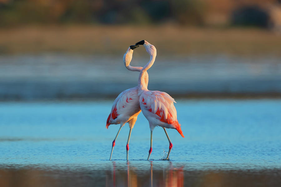 Pareja de Flamencos by Pablo Rodriguez Merkel Pareja de Flamencos by Pablo Rodriguez Merkel