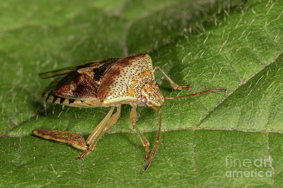 Parent Bug by Brian Roscorla Parent Bug by Brian Roscorla
