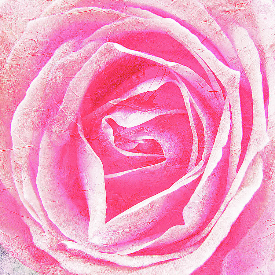 Parfume Of Roses Photograph by Susanne Kopp