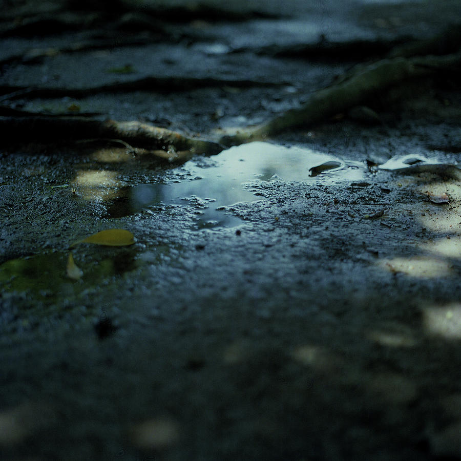 Park After Rain & Water, Mirror Photograph by Photography By Bert.design