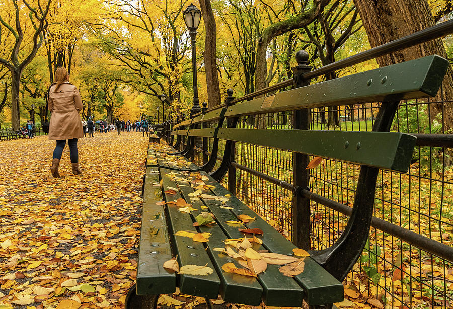 New York City Photograph - Park Bench by Terri Mongeon